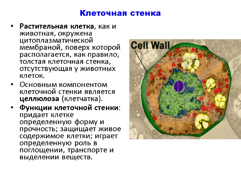 Клеточная стенка Растительная клетка, как и животная, окружена цитоплазматической мембраной, поверх которой располагается, как